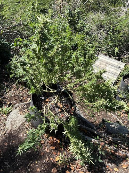 Cherry Pie 8/28/25. Week 21