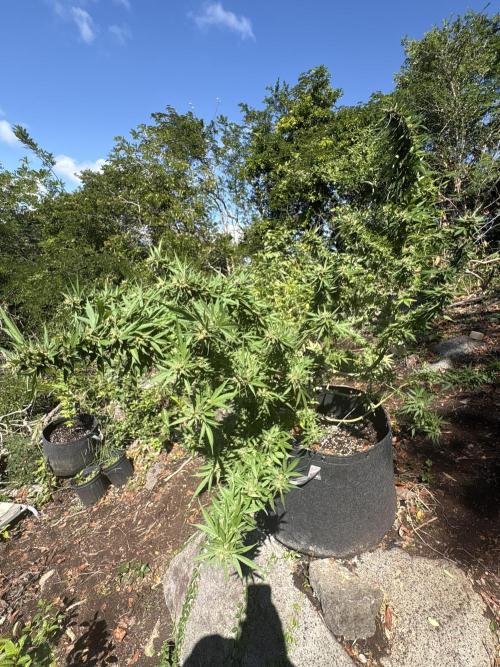 Cherry Pie 8/28/25. Week 21