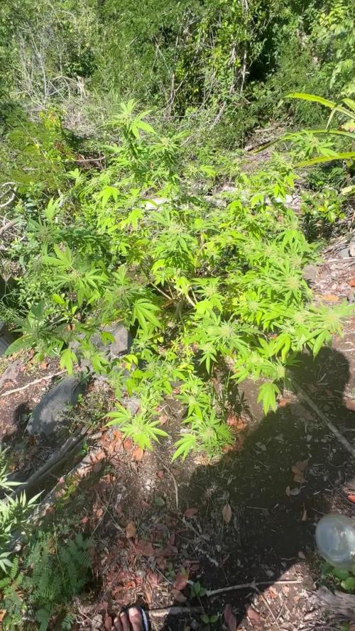 Silver Haze 8/28/25