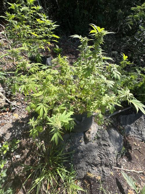 Silver Haze 8/28/25. Week 21