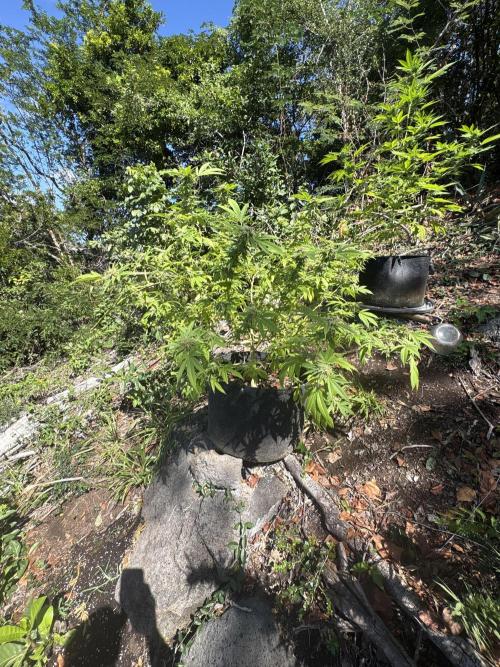 Silver Haze 8/28/25. Week 21