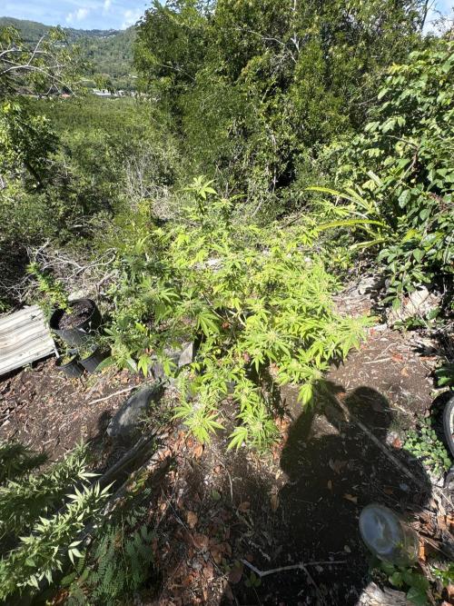 Silver Haze 8/28/25. Week 21