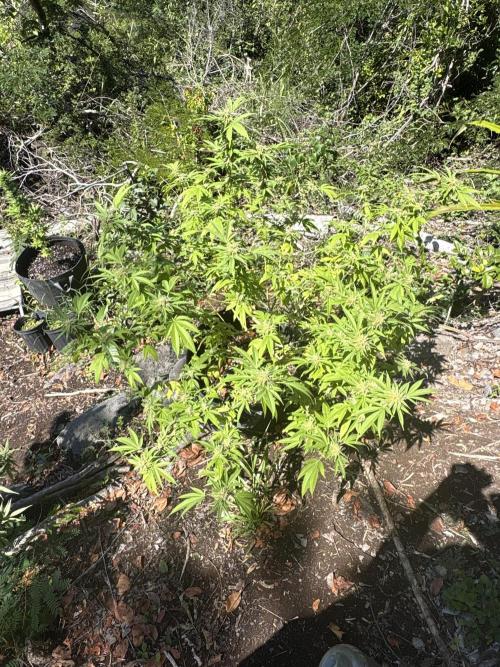 Silver Haze 8/28/25. Week 21