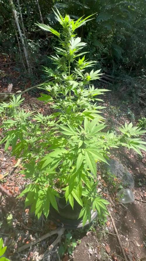 Purple Haze 10/27/25