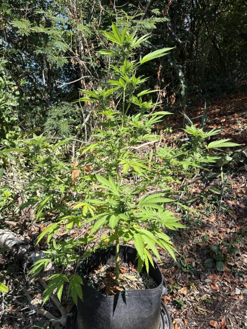 Purple Haze 10/27/25. Week 13