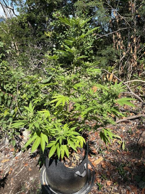 Purple Haze 10/27/25. Week 13