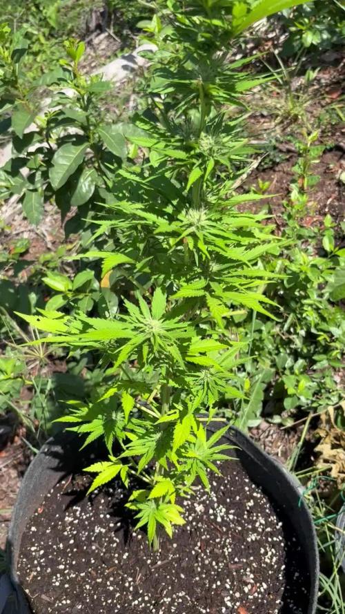 Skunk #1 - 12/1/25