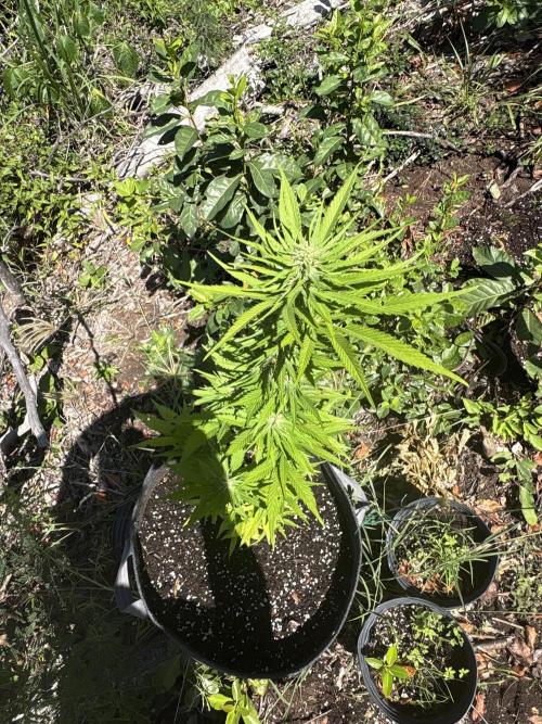 Skunk #1 - 12/1/25. Week 8