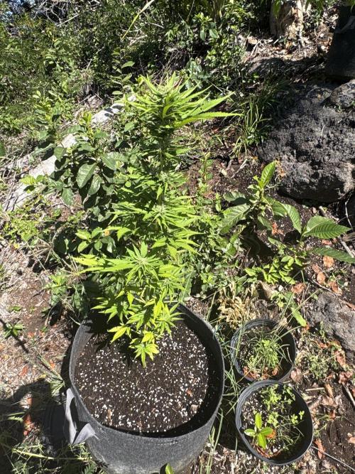 Skunk #1 - 12/1/25. Week 8