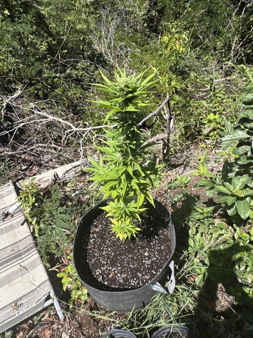 Skunk #1 - 12/1/25. Week 8