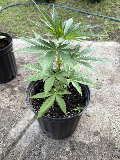 Thai - 1/5/26. Week 4