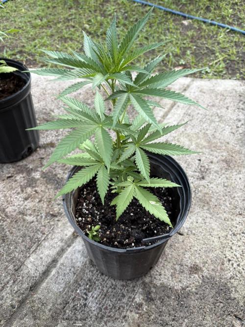 Thai - 1/5/26. Week 4