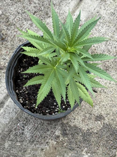 Thai - 1/5/26. Week 4