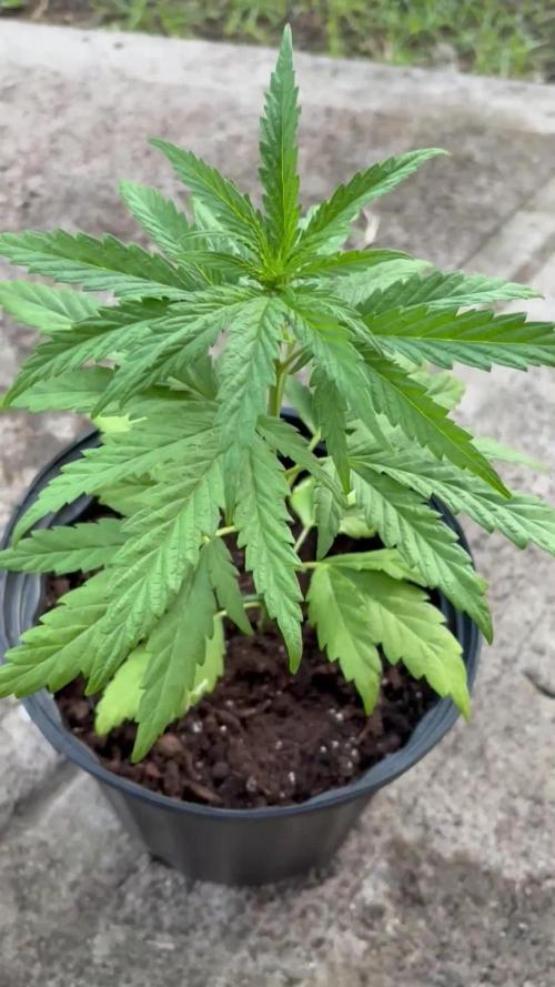 OG Kush - 1/4/26