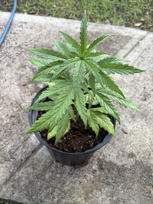 OG Kush - 1/4/26. Week 4