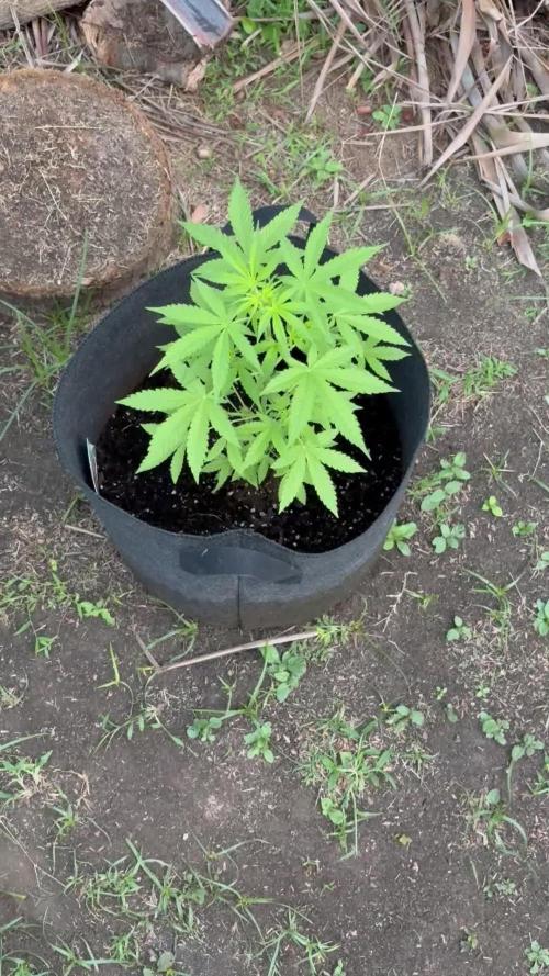 Dutch Treat - 1/7/26