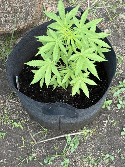 Dutch Treat - 1/7/26. Week 4