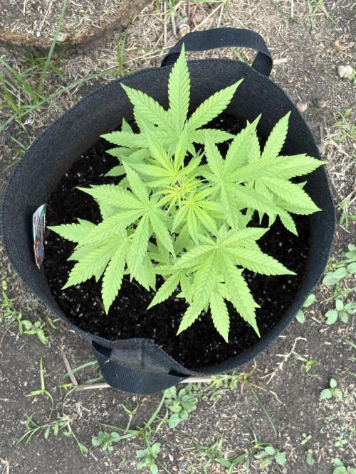 Dutch Treat - 1/7/26. Week 4