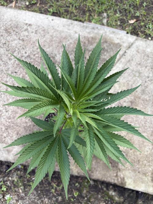 Blue Skunk 12/29/25. Week 5