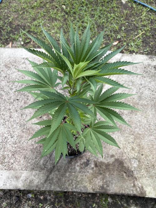 Blue Skunk 12/29/25. Week 5