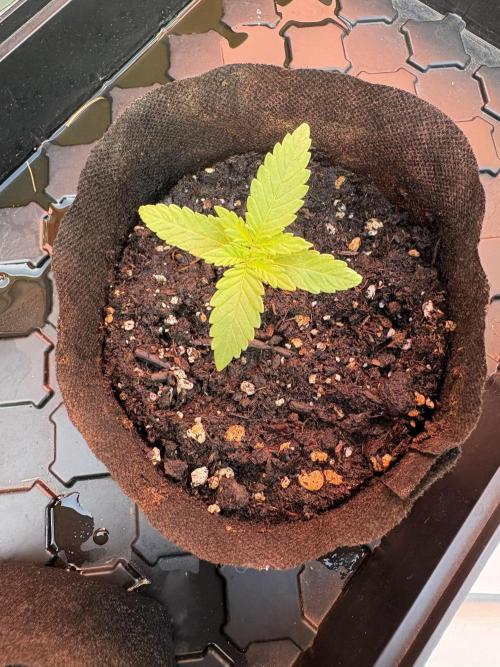 Hyper Vyper First Edition. Week 1