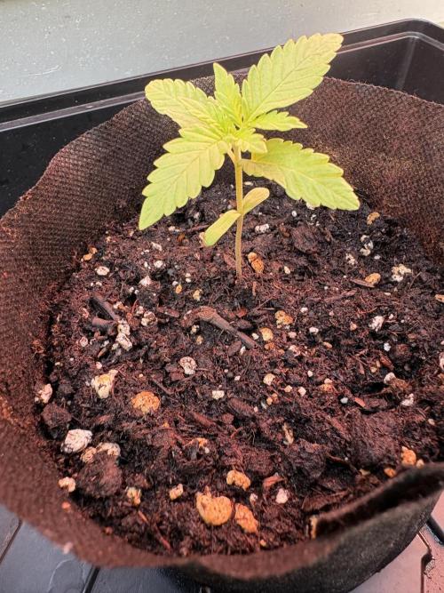 Hyper Vyper First Edition. Week 1