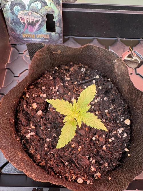 Hyper Vyper First Edition. Week 1