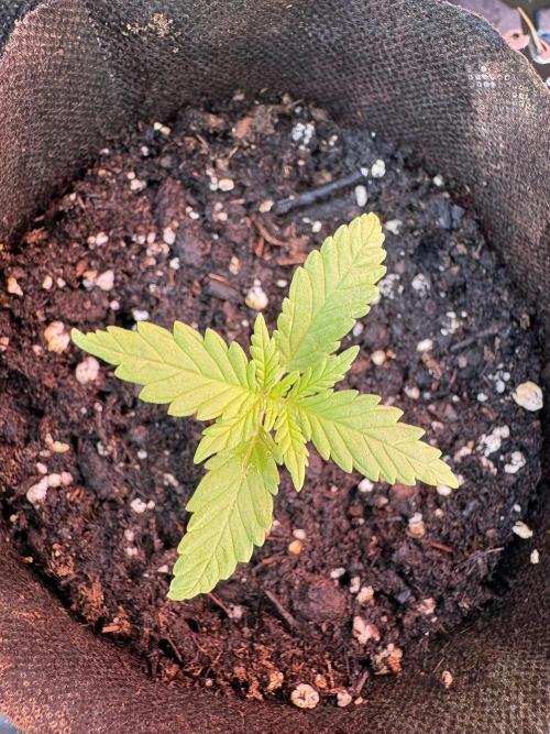 Hyper Vyper First Edition. Week 1