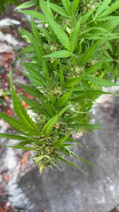 Cherry Pie 8/28/25