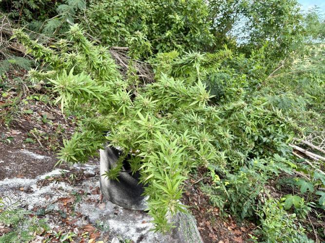 Cherry Pie 8/28/25. Week 22