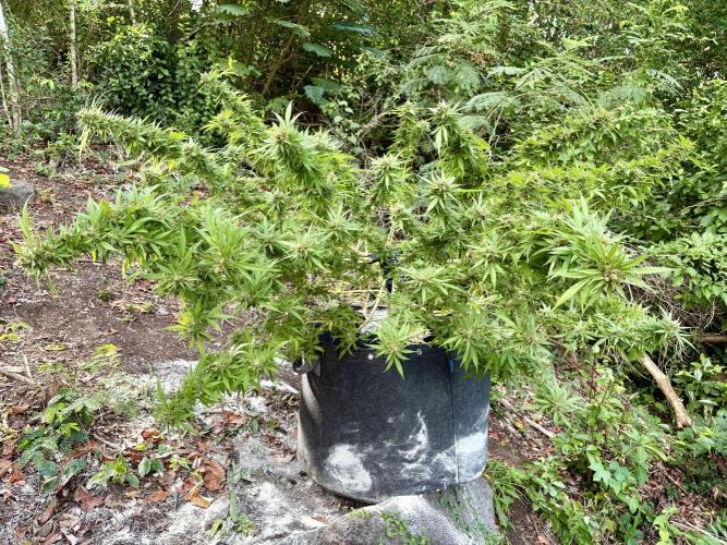 Cherry Pie 8/28/25. Week 22