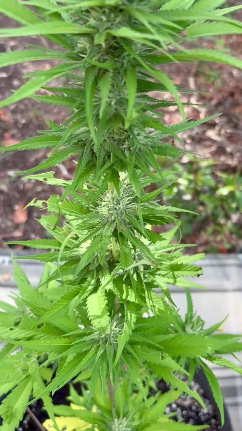 Skunk #1 - 12/1/25