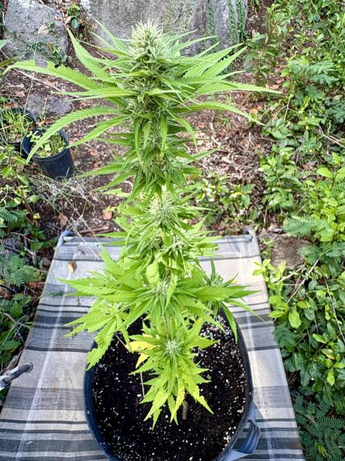 Skunk #1 - 12/1/25. Week 9