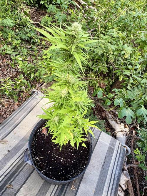 Skunk #1 - 12/1/25. Week 9