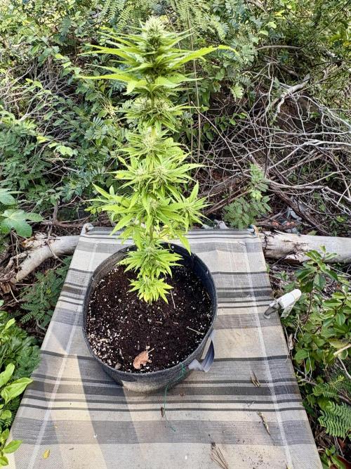 Skunk #1 - 12/1/25. Week 9