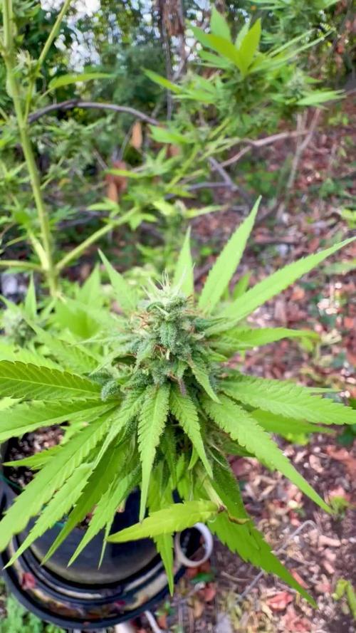 Purple Haze 10/27/25