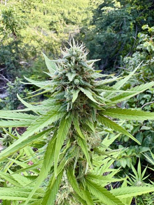 Purple Haze 10/27/25. Week 14