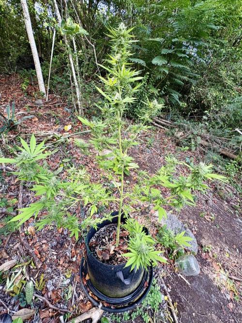 Purple Haze 10/27/25. Week 14