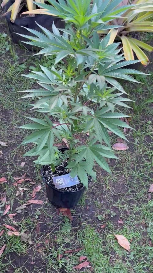 Blue Skunk 12/29/25