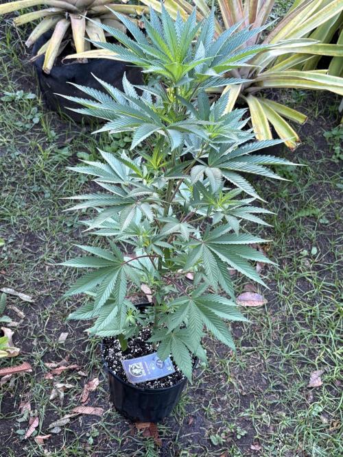 Blue Skunk 12/29/25. Week 6