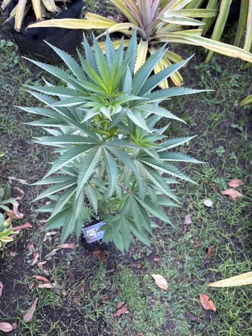 Blue Skunk 12/29/25. Week 6