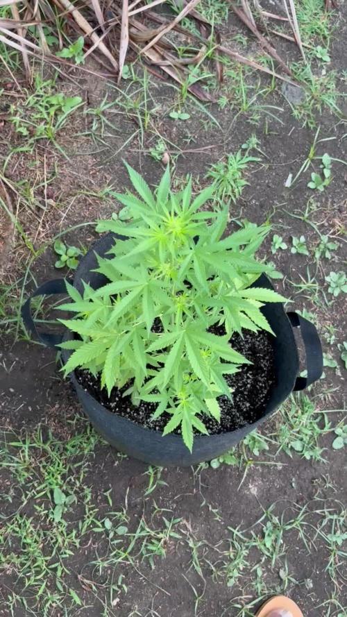 Dutch Treat - 1/7/26