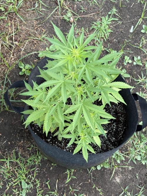 Dutch Treat - 1/7/26. Week 5