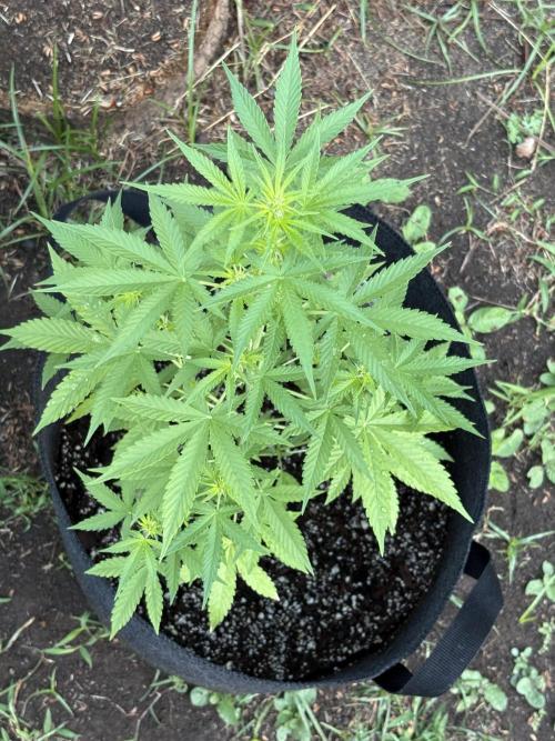 Dutch Treat - 1/7/26. Week 5