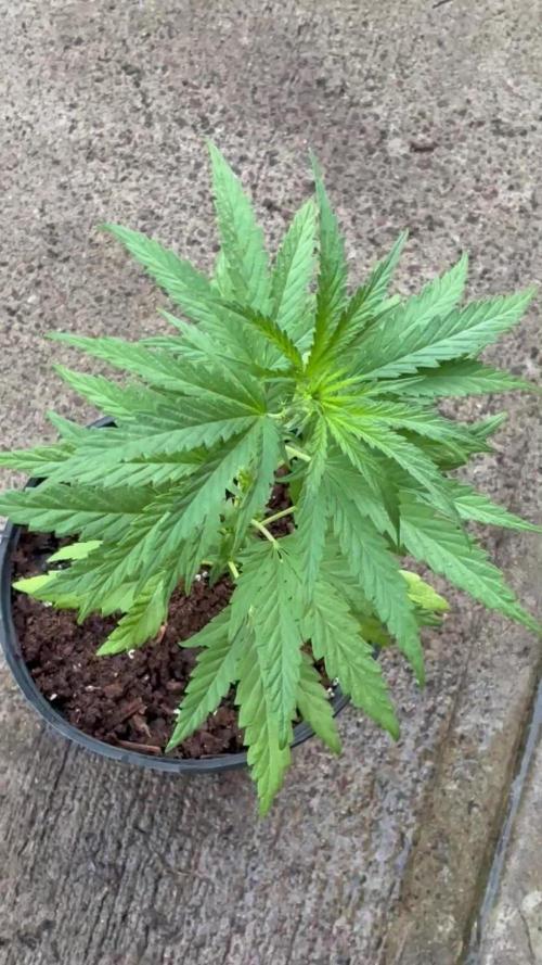 OG Kush - 1/4/26