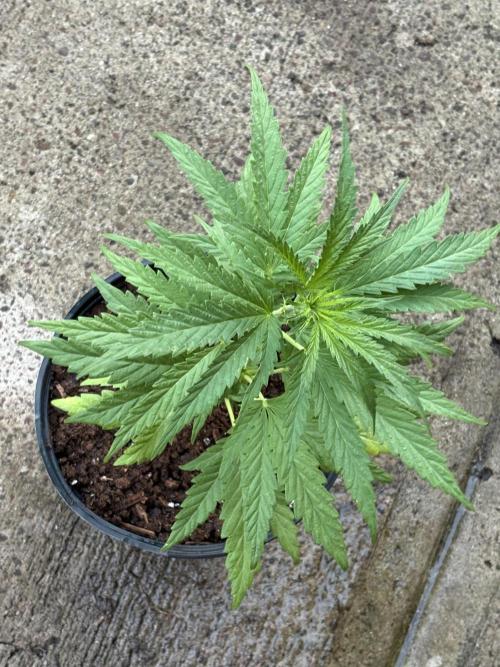 OG Kush - 1/4/26. Week 5