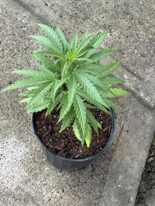 OG Kush - 1/4/26. Week 5