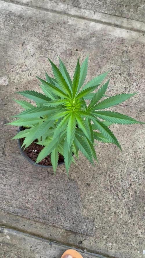 Thai - 1/5/26