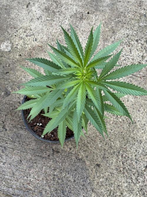 Thai - 1/5/26. Week 5