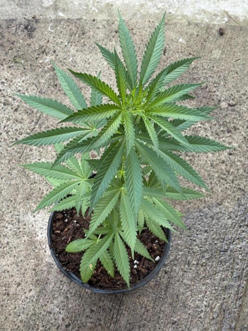 Thai - 1/5/26. Week 5